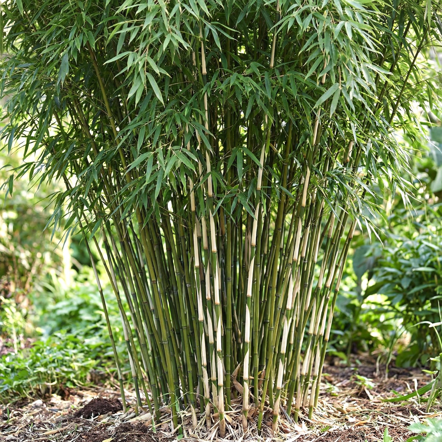 🎋 Fargesia robusta ‘Pingwu’ | Niet-woekerende Bamboe (2 stuks)