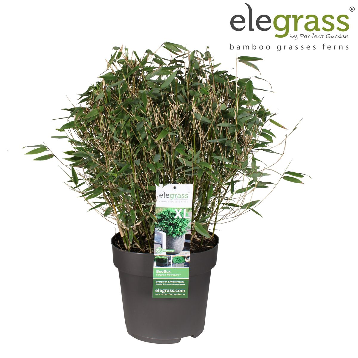 🎋 Fargesia ‘Moontears’® – Compacte Niet-woekerende Bamboe