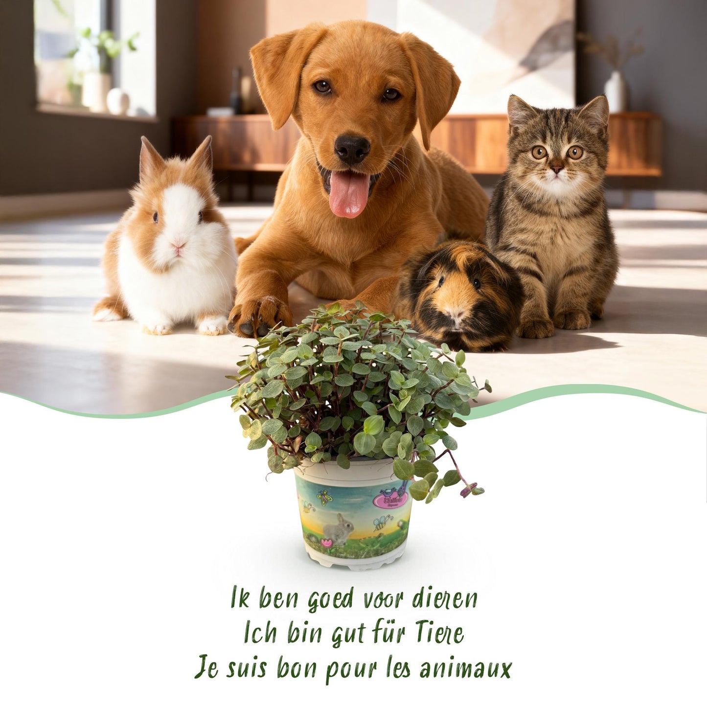 🌿 Callisia repens – Kattengras | (4 stuks)