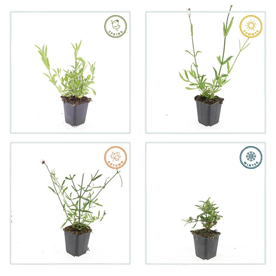 🦋 Verbena bonariensis – IJzerhard (6 Stuks)