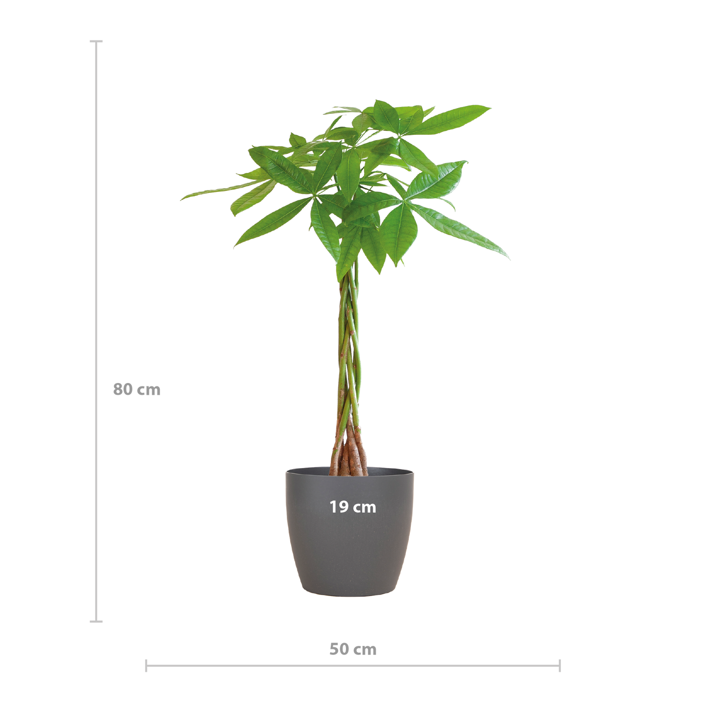 💰 Pachira Aquatica – Geluksboom met Vibers Pot Grijs