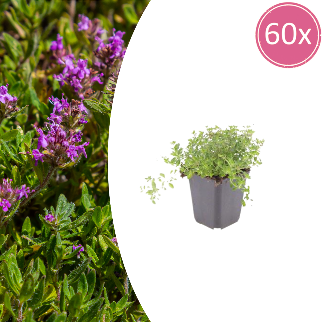 🌿 Thymus serpyllum – Winterharde Kruiptijm Bodembedekker (60 stuks – ca. 6–10 m²)