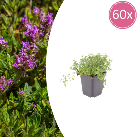 🌿 Thymus serpyllum – 60x Set | Mega-Set Kruiptijm voor Grote Borders & Zonrijke Projecten
