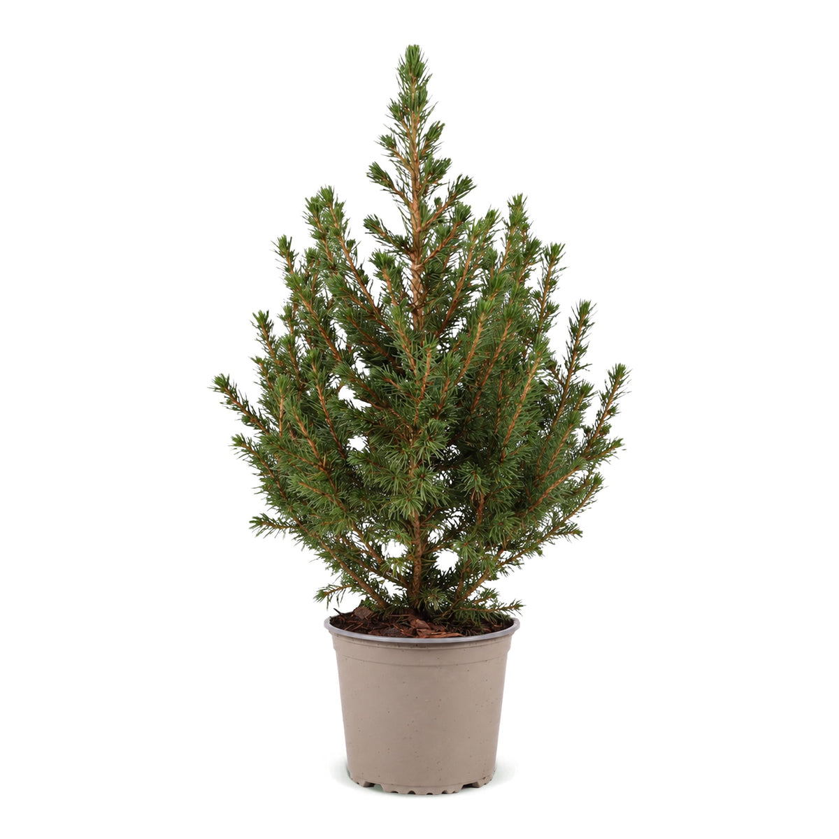 🎄 Picea glauca ‘Conica’ – Groene kegelspar