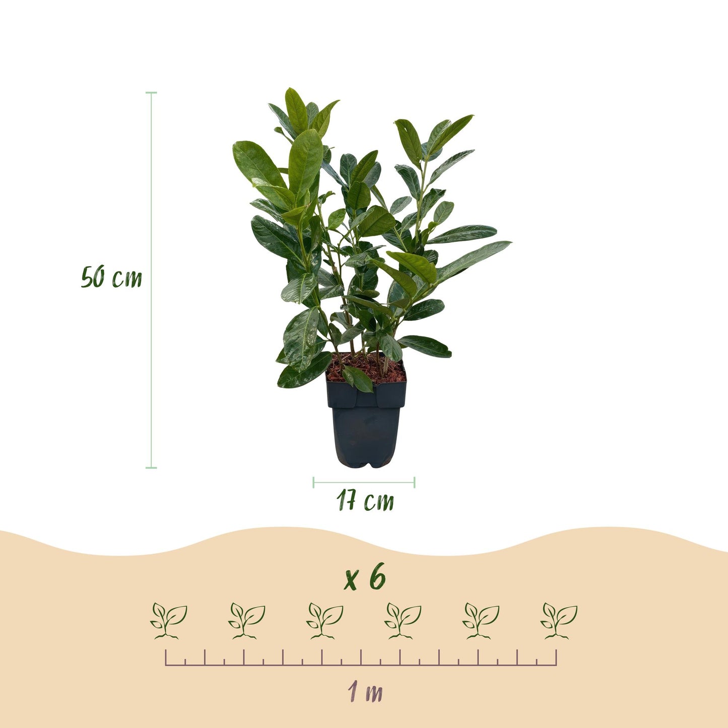 🌿 Prunus laurocerasus 'Rotundifolia' – Laurierhaag ( 6 stuks)
