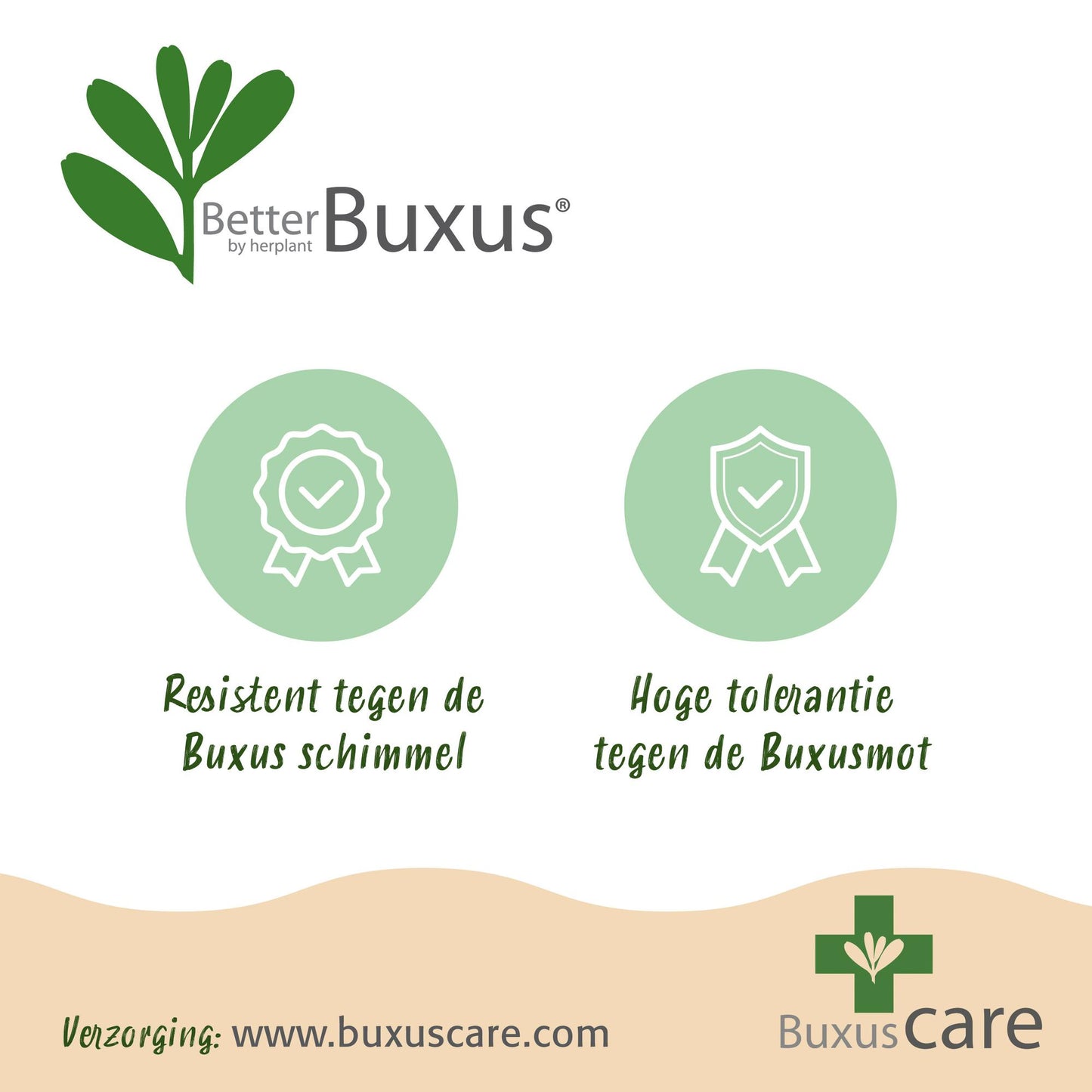 🌿 BetterBuxus ‘Skylight’ | Sterke Buxus Bol (2 Stuks)