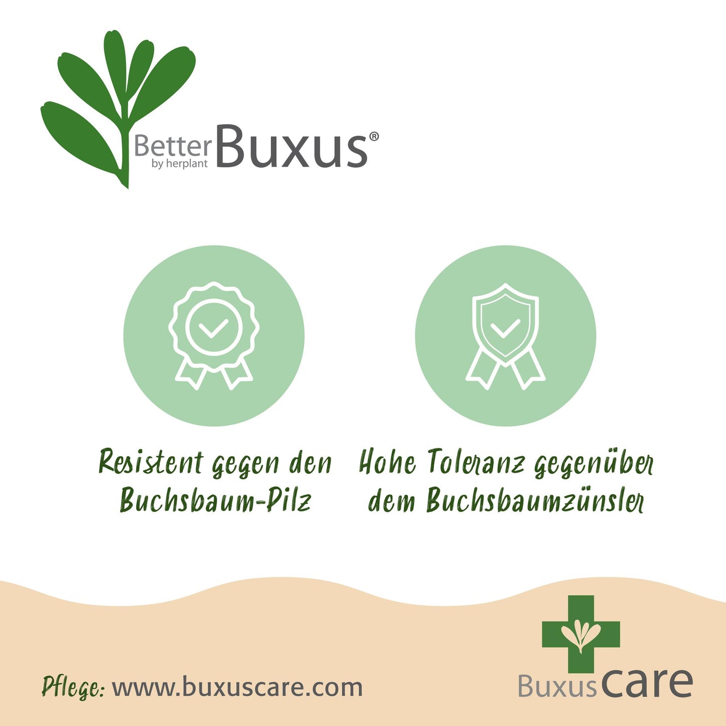 🌿 BetterBuxus ‘Skylight’ | Sterke Buxus Bol (2 Stuks)