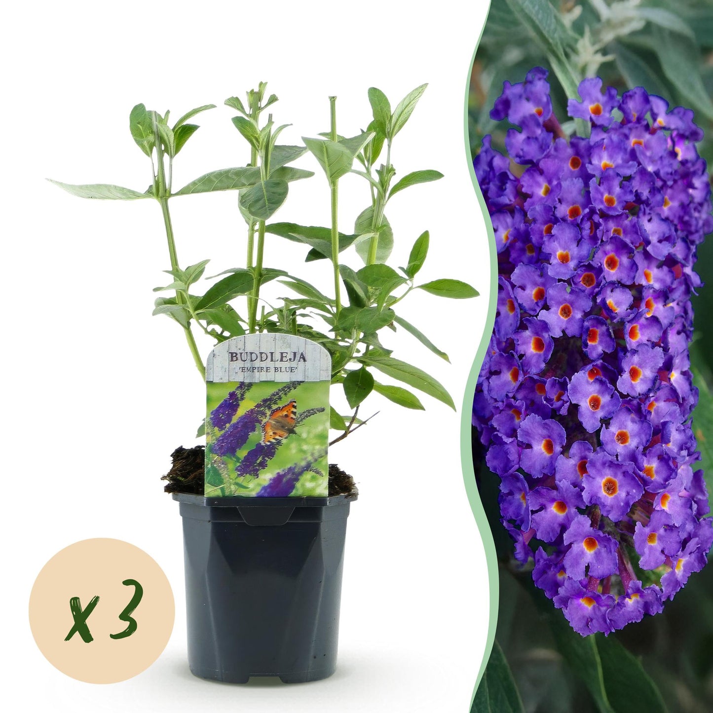 🦋 Buddleja davidii ‘Empire Blue’ – Blauwe Vlinderstruik | (3 stuks)