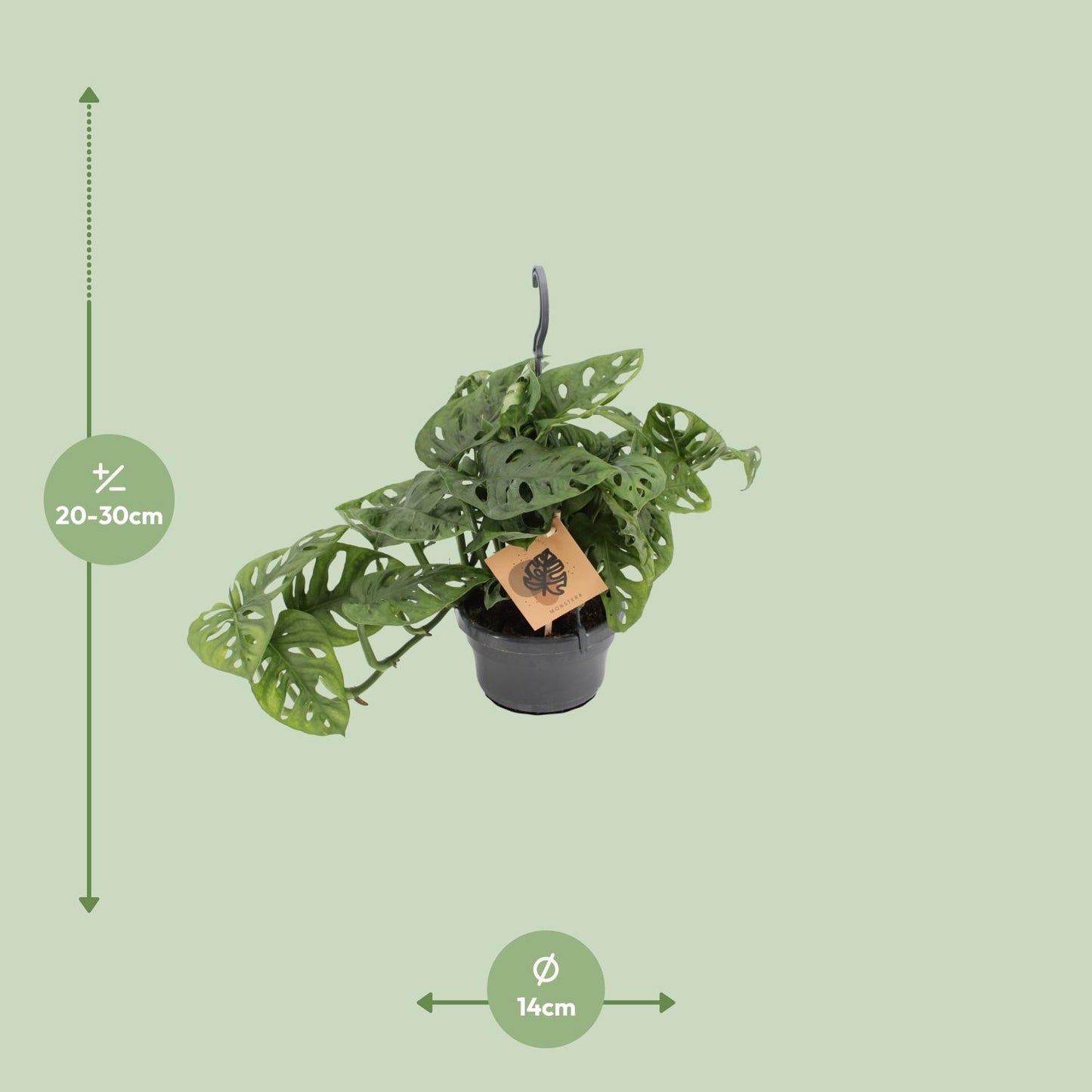 🌿 Monstera ‘Monkey Mask’ | Speelse Gatenplant voor Binnen