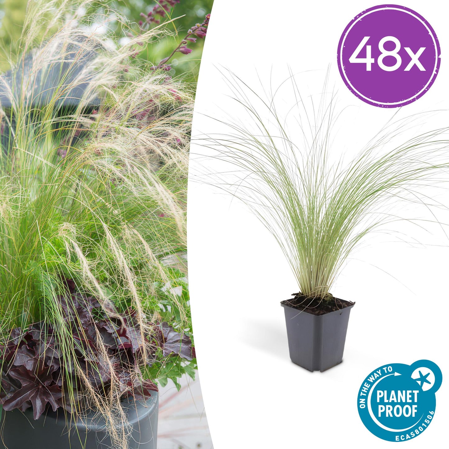 🌾 Stipa tenuissima ‘Ponytails’ | Siergras (48 Stuks)