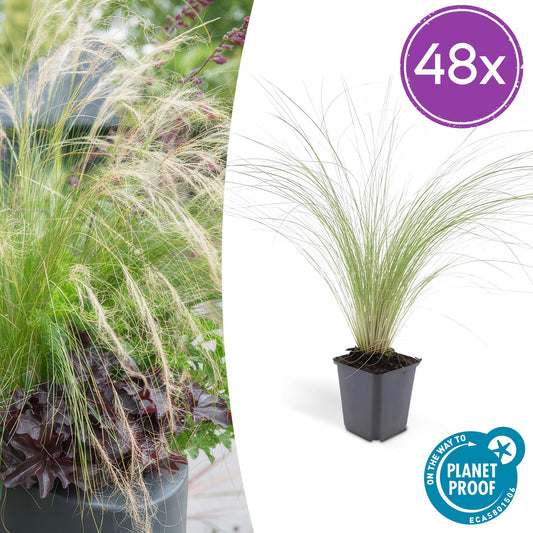 🌾 Stipa tenuissima ‘Ponytails’ | Siergras (48 Stuks)