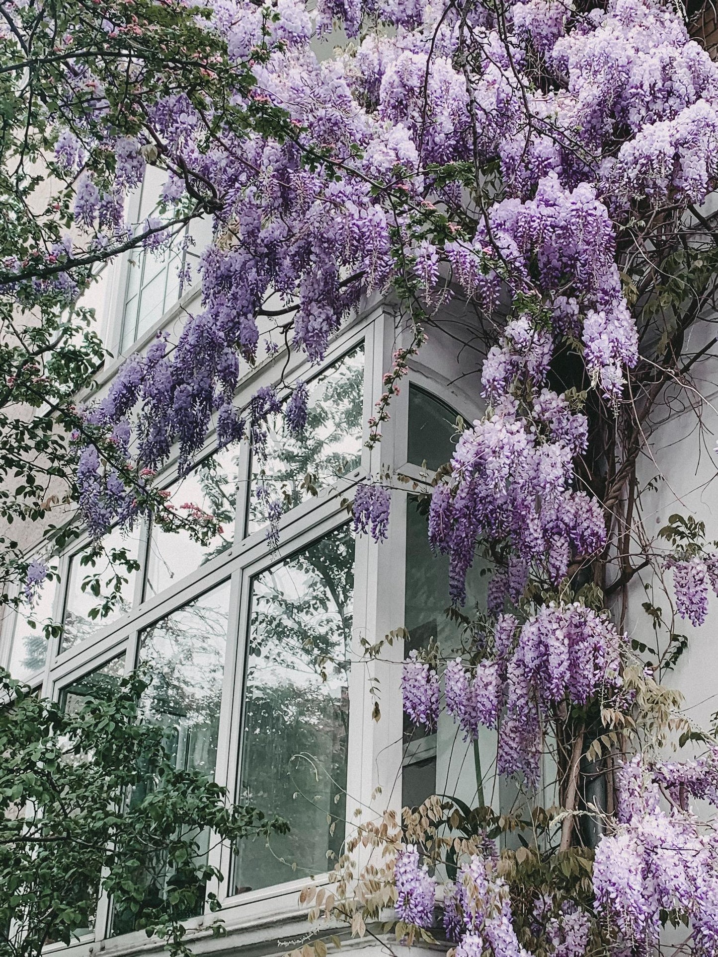 💜 Wisteria floribunda ‘Naga Noda’ – Paarse Blauwe Regen