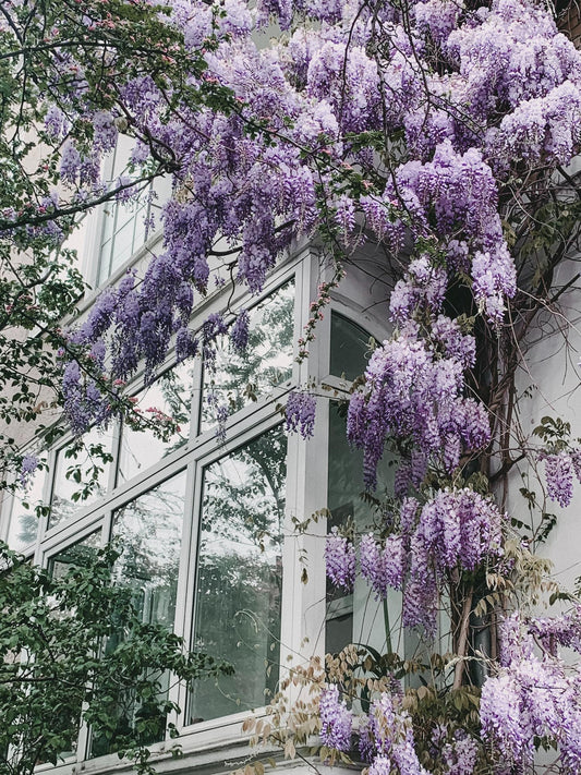 💜 Wisteria floribunda ‘Naga Noda’ – Paarse Blauwe Regen
