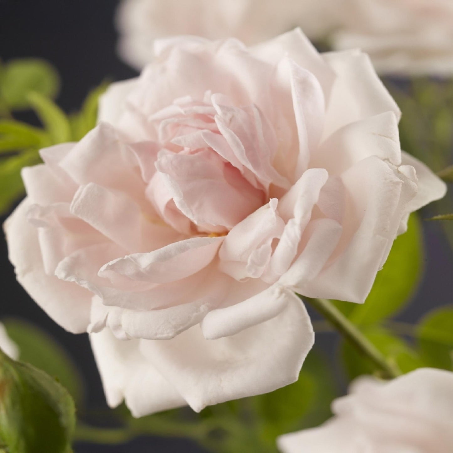 🌹 Rosa ‘New Dawn’ – Klimroos (2 Stuks)