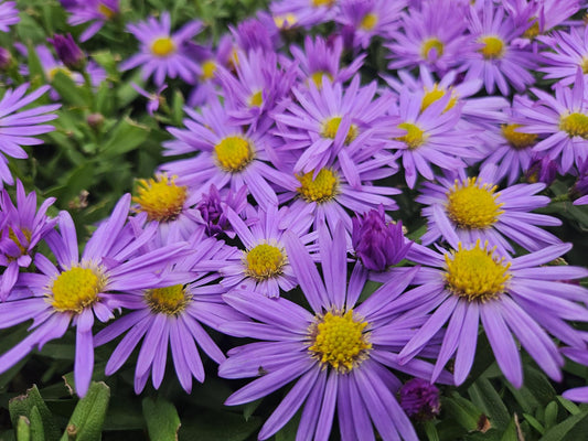 🌸 Aster ‘Prof. Anton Kippenberg’ – Winterharde Bloeiende Bodembedekker (24 stuks)