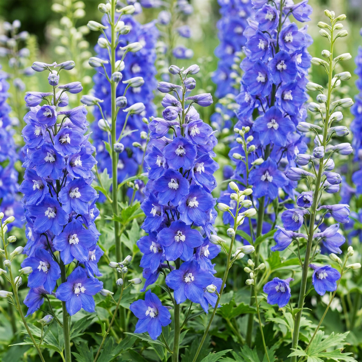 🌿 Delphinium (Pacific) 'Blue Bird' – Blauwe Ridderspoor | 3 stuks