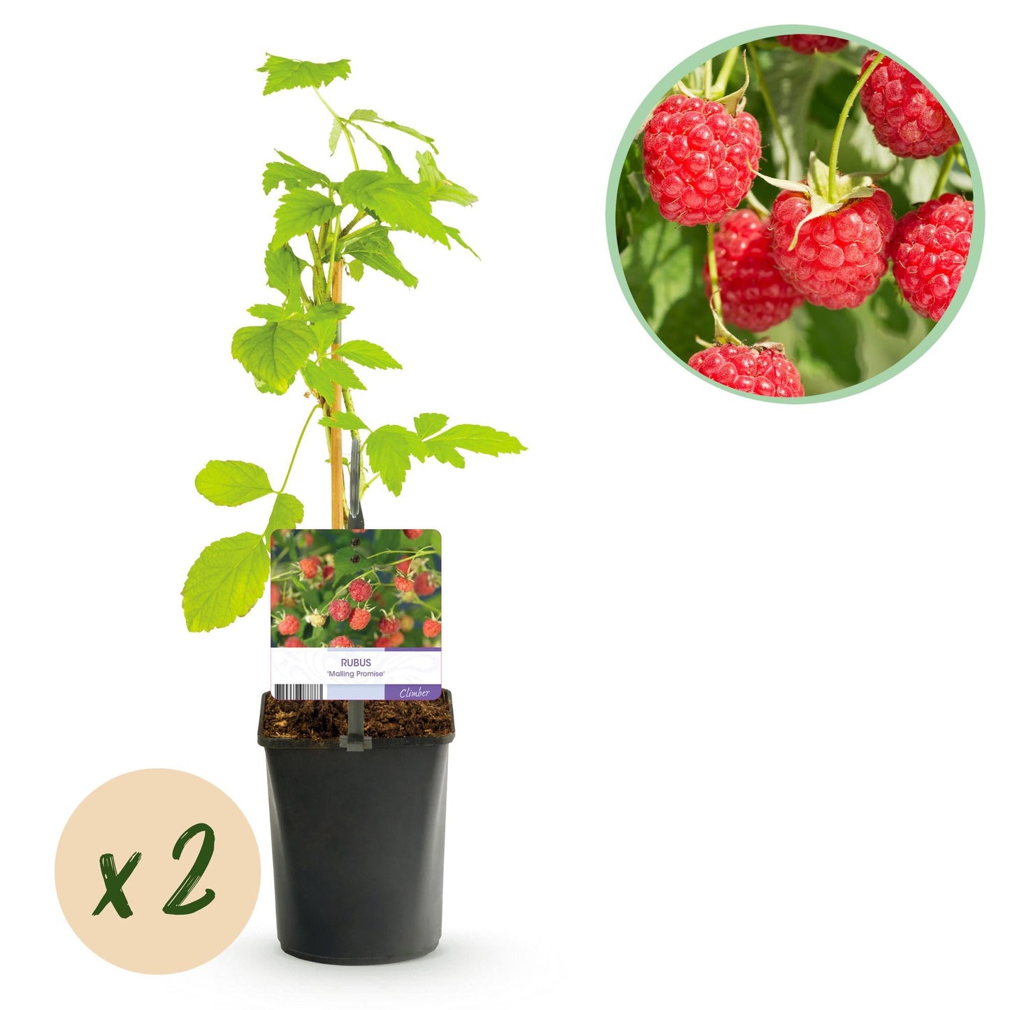 🍓 Rubus idaeus ‘Malling Promise’ – Framboos (2 Stuks)