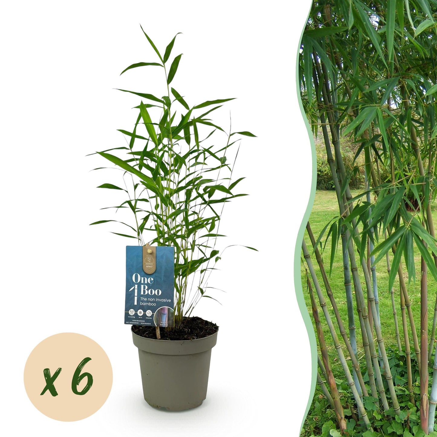 🌿 Bamboe ‘Fargesia Blue Dragon’ – Niet Woekerende Bamboe