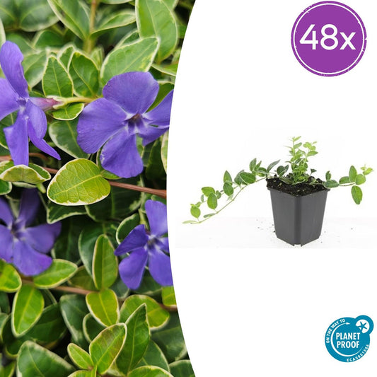 🌿 Vinca minor ‘Ralph Shugert’ – Winterharde Bonte Bodembedekker (48 stuks – ca. 4–8 m²)
