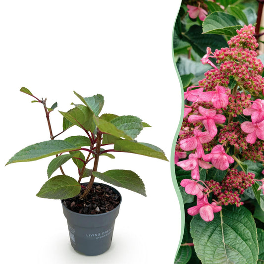 🌸 Hydrangea panniculata ‘Living Infinity’ – Pluimhortensia