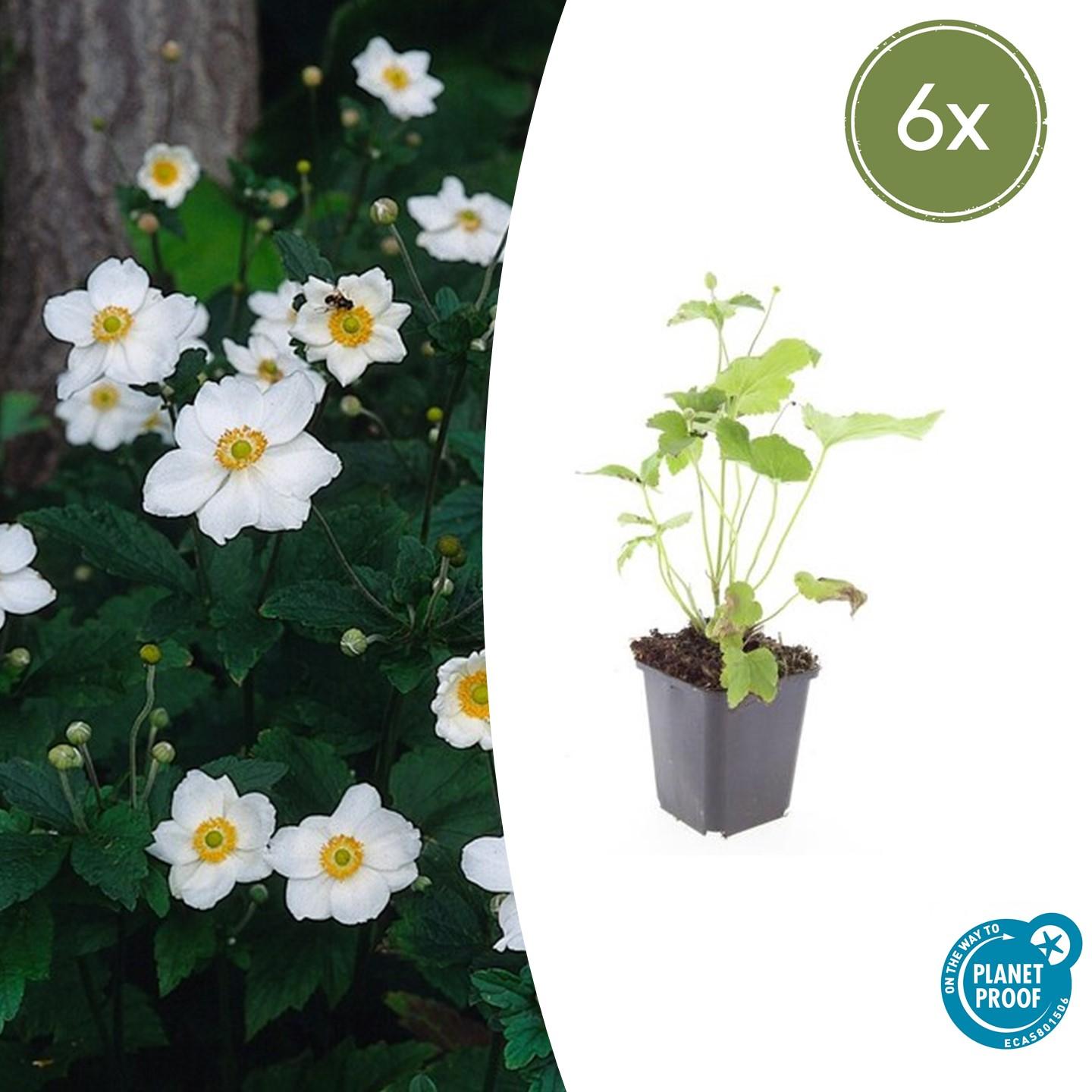 🤍 Anemone hybrida ‘Honorine Jobert’ – Herfstanemoon (6 Stuks)