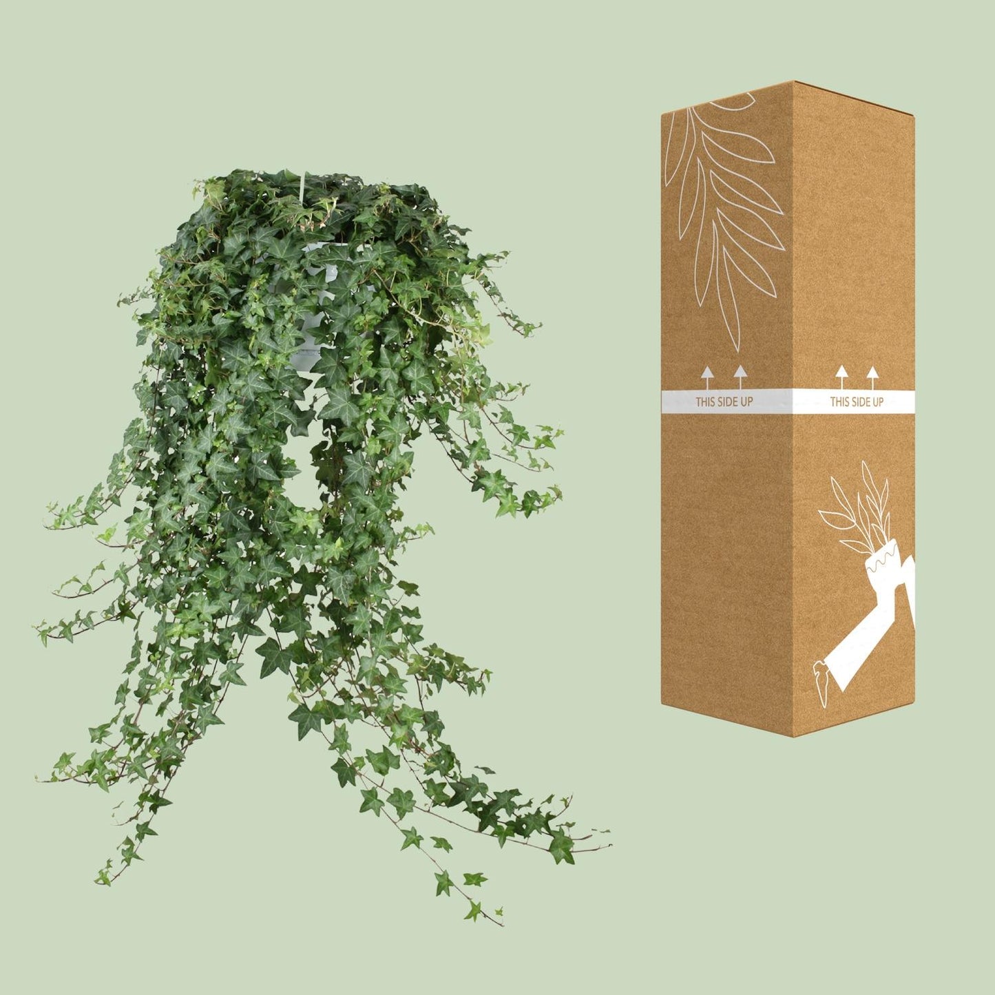 🌿 Hedera Helix ‘Pitsburg’ | XXL Hangplant Klimop
