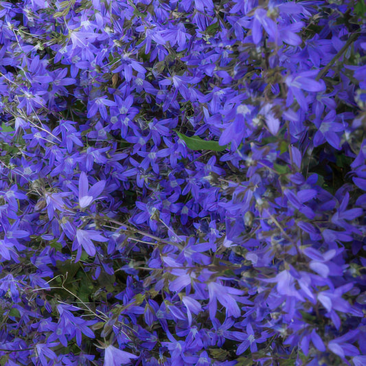 🌸 Campanula ‘Stella’ – Winterharde Bloeiende Bodembedekker (6 stuks)