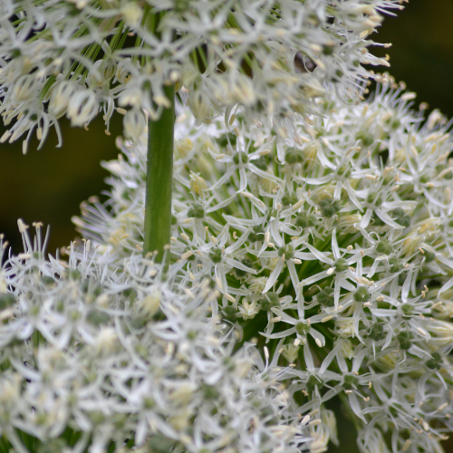 🌿 Allium ‘White Giant’ – Witte Sierui (5 Bollen)