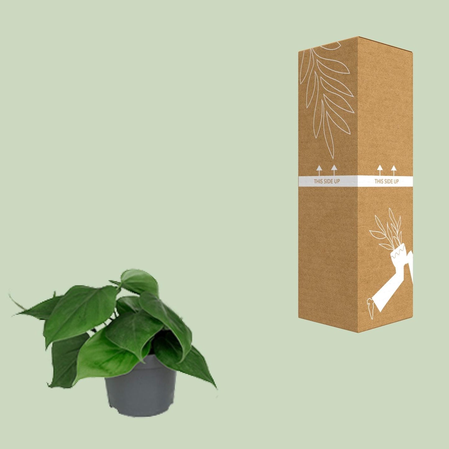🌿 Philodendron Scandens | Makkelijke Hangplant voor Binnen
