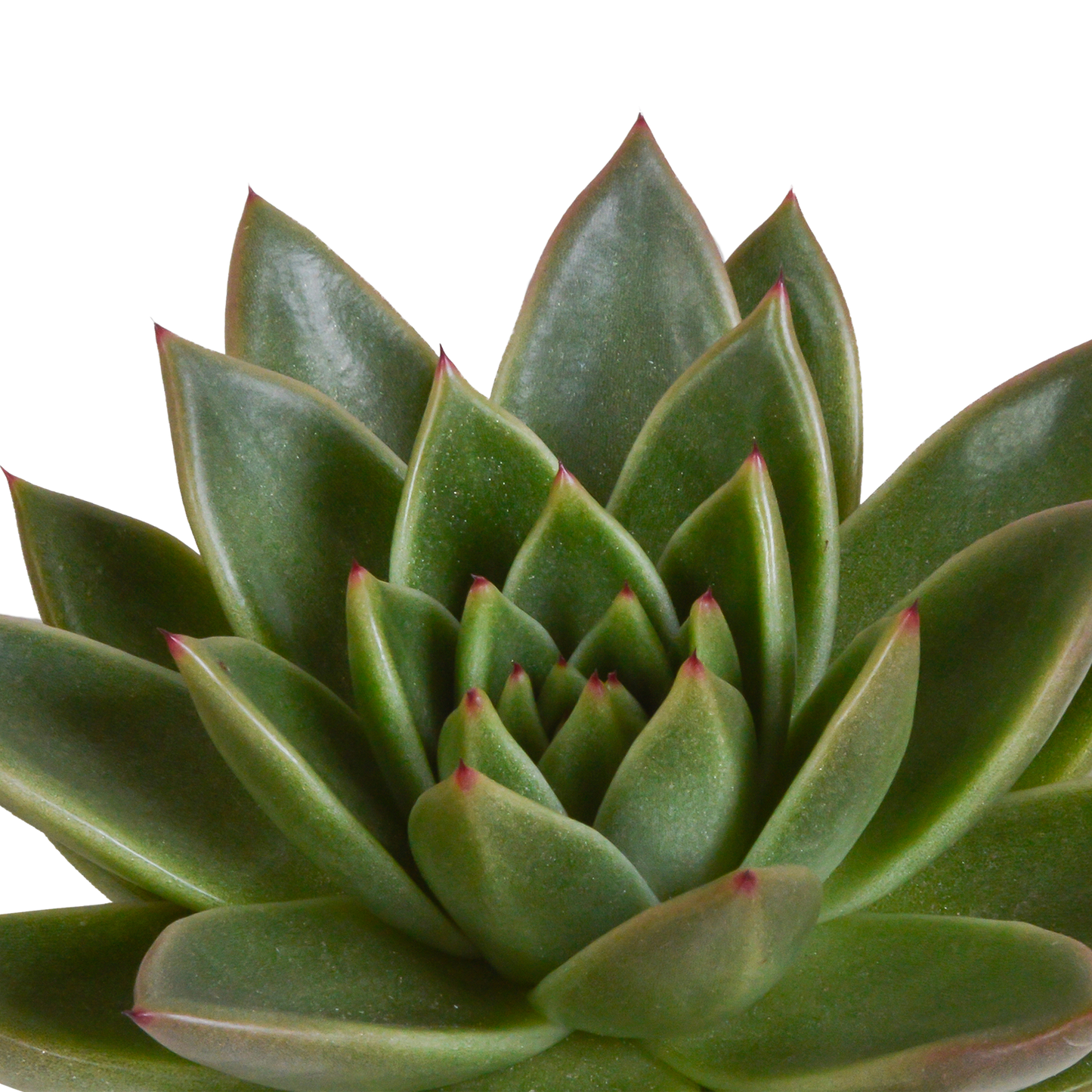 🌵 Echeveria Mix – Witte pot (3 stuks)