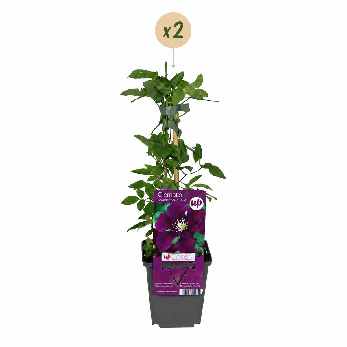 Clematis ‘Warszawska Nike’ – Bosrank | (2 stuks)