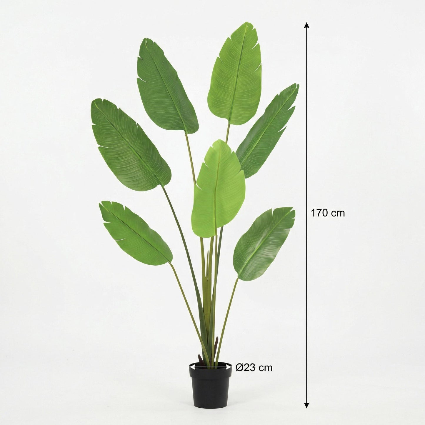 🌿 Kunst Strelitzia Nicolai