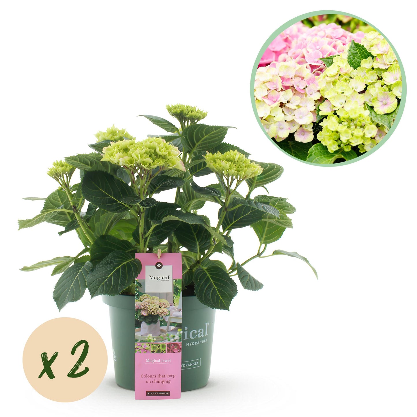 🌸 Hydrangea ‘Magical Jewel Pink’ – Roze Hortensia | (2 stuks)