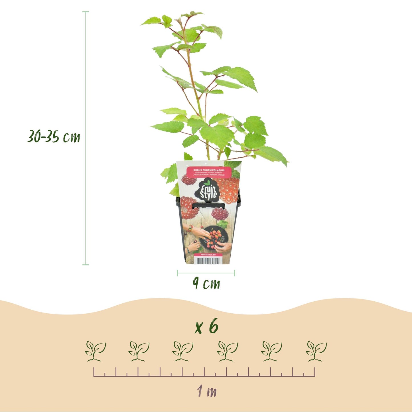 🍇 Rubus phoenicolasius – Japanse Wijnbes | (6 stuks)
