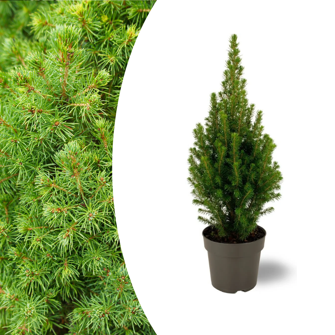 🌲 Picea glauca ‘Perfecta’ – Compacte Sierden, Heldergroen & Winterhard
