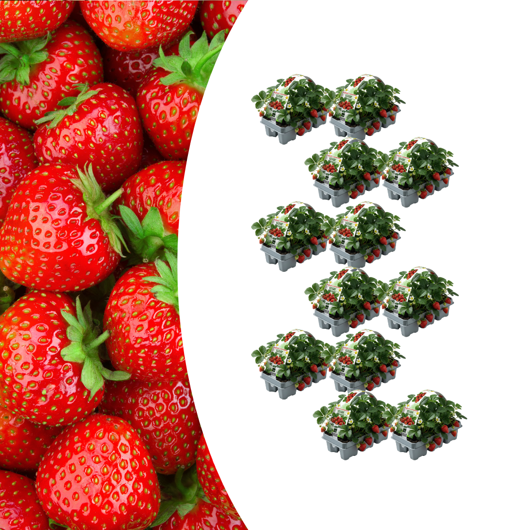 🍓 Biologische Aardbeiplanten | 72 Planten | 12x 6-Pack | Fragaria