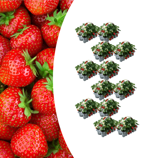 🍓 Biologische Aardbeiplanten | 72 Planten | 12x 6-Pack | Fragaria