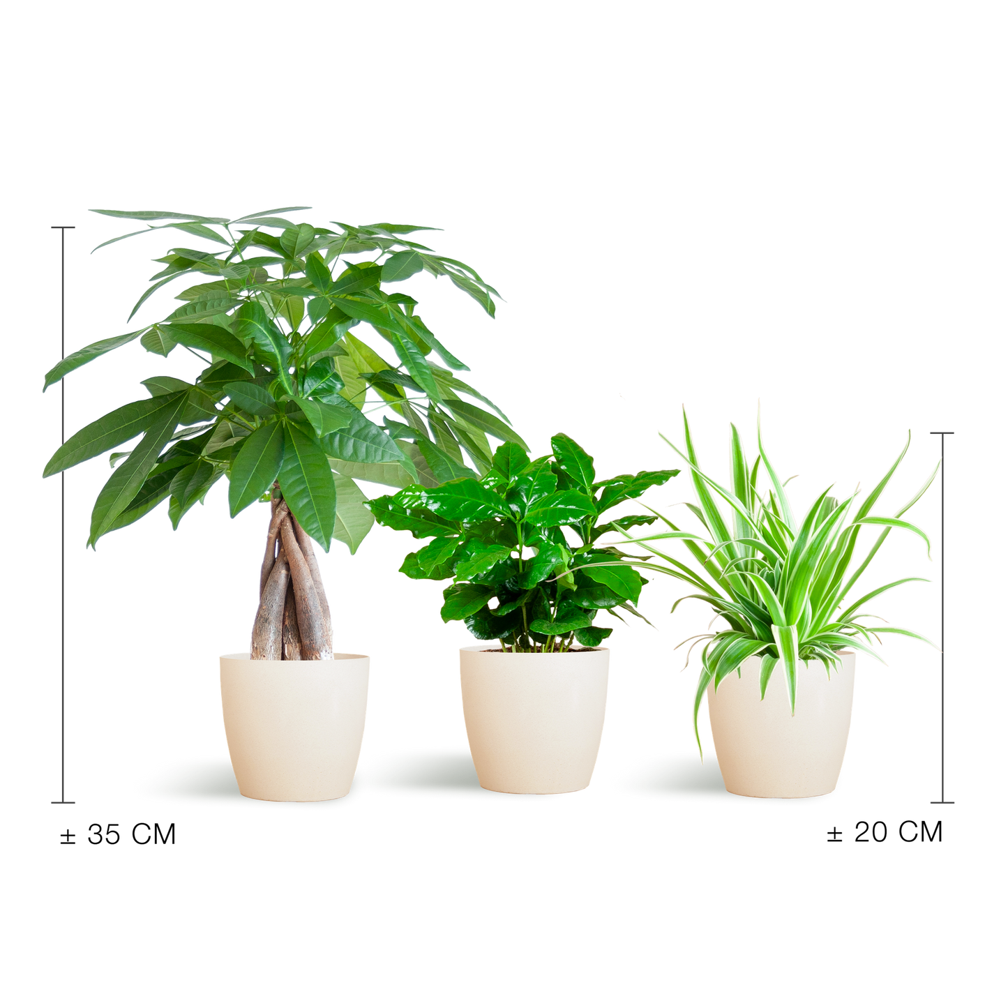 🐾 Diervriendelijke Plantenbox – Klein met Vibers Pot Wit (3 stuks)