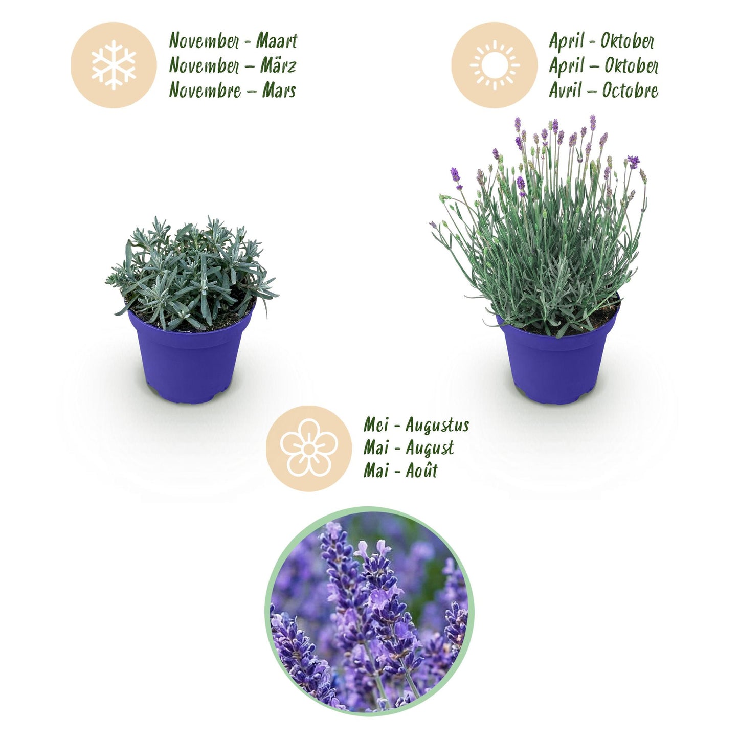 🌿 Lavandula ‘Hidcote’ | Lavendel Plant