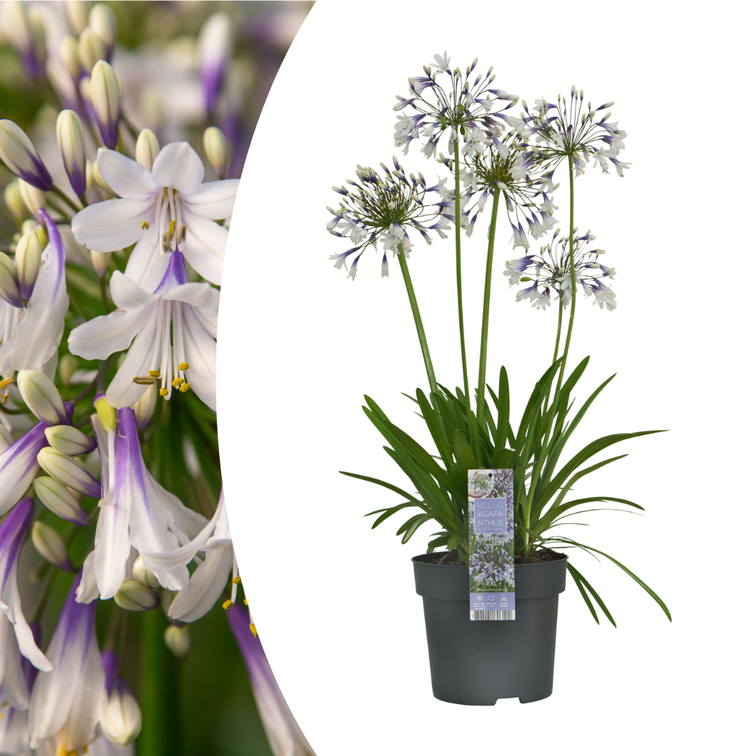 🌿 Agapanthus 'Fireworks' – Spectaculaire Afrikaanse Lelie