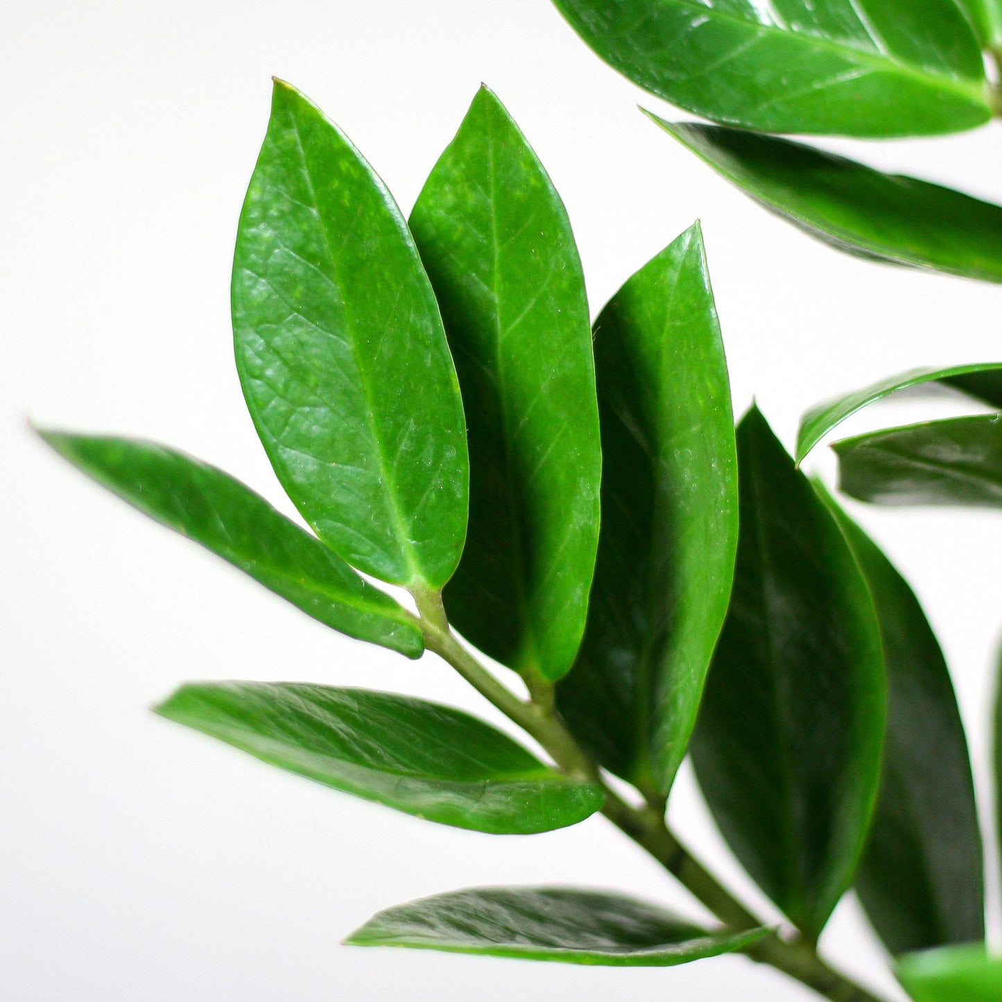 🌿 Zamioculcas Zamiifolia – ZZ Plant met Vibers Pot Wit