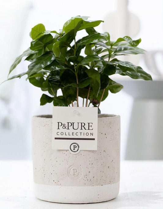☕ Coffea arabica – In P&PURE Jade Ceramics – Ø12 cm – ↕20 cm | Kamerplant