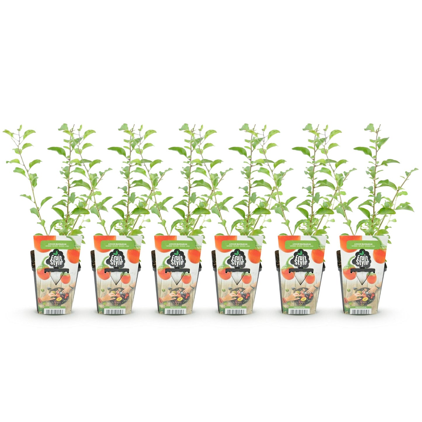 🍊 Goji Bes – Lycium barbarum | Goji Bessenplanten (6 stuks)