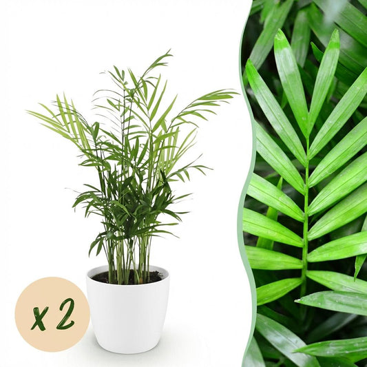 🌿 Chamaedorea elegans | Goudpalm met Witte Pot (2 Stuks)