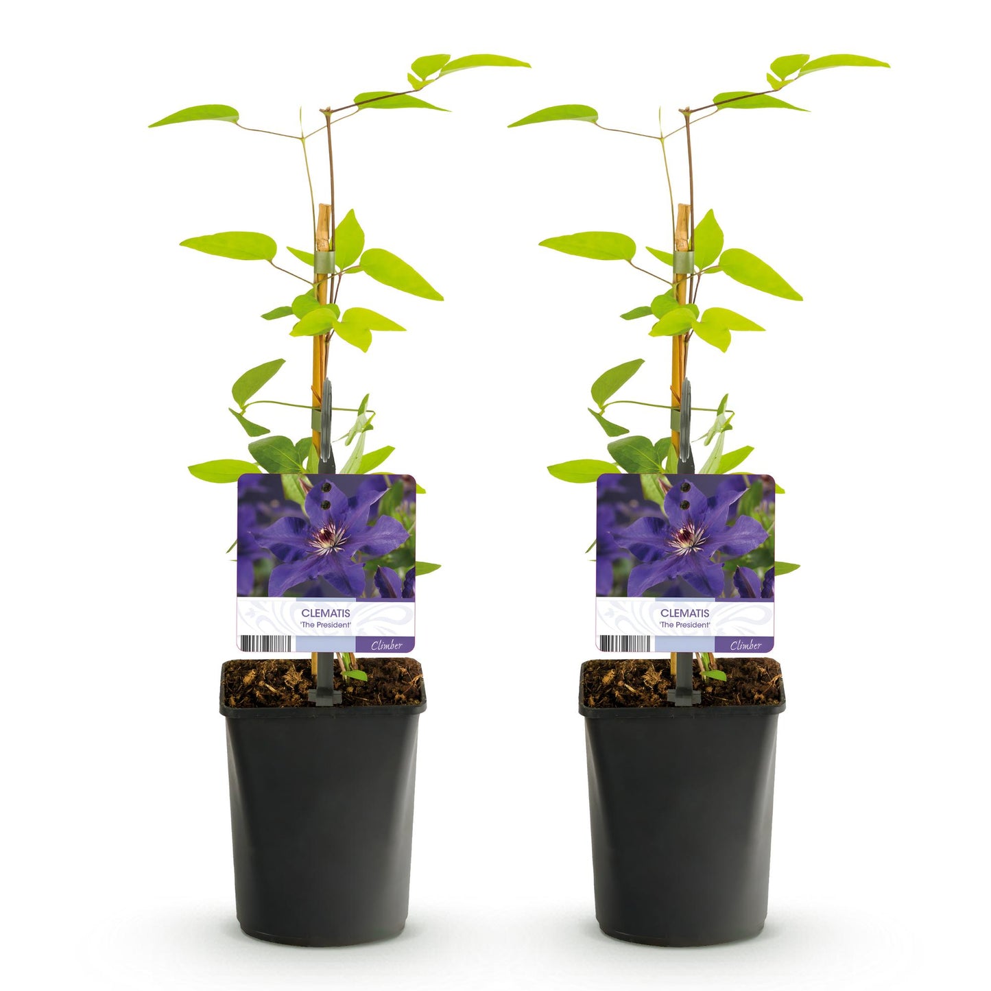 🌸 Clematis ‘The President’ – Klimplant (2 Stuks)