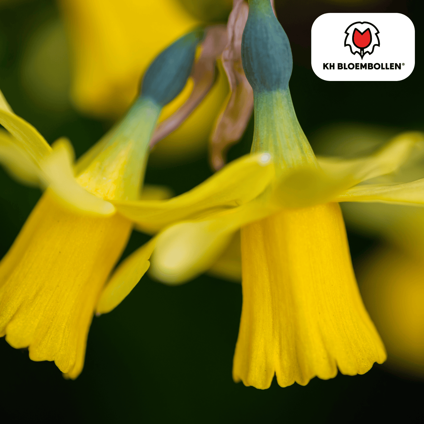 🌼 Narcis ‘Tête-à-Tête Vroege Voorjaarsbloeier & Bijenlokker (25 stuks)