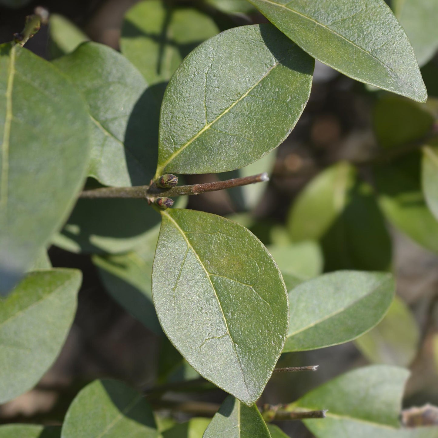 🌿 Ligustrum ovalifolium | Ligusterhaag (8 Stuks)