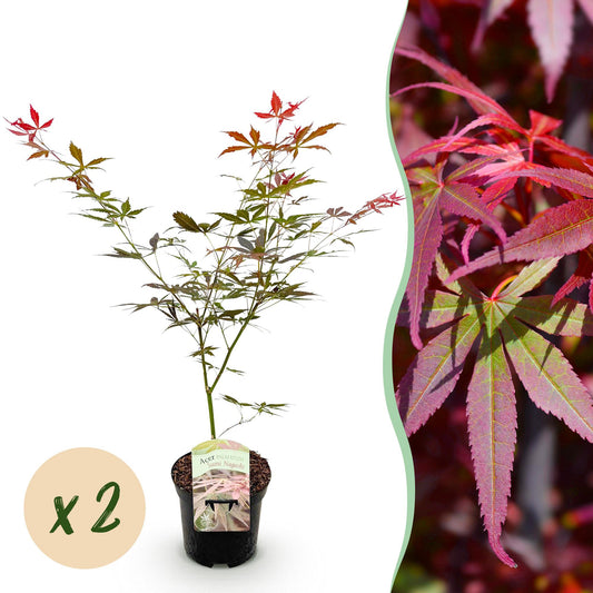 🍁 Acer palmatum ‘Sumi-nagashi’ – Rode Japanse Esdoorn | (2 stuks)