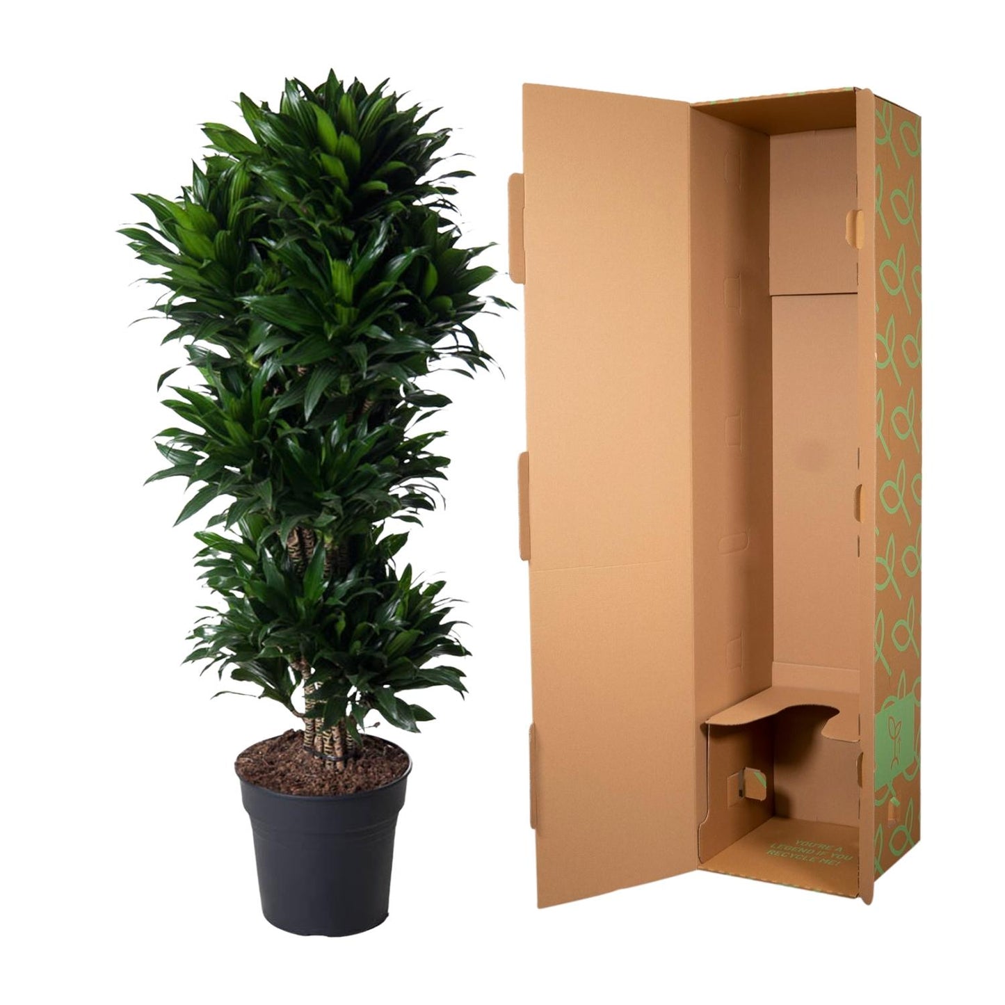 🌿 Dracaena Compacta | Grote Luchtzuiverende Kamerplant