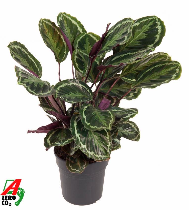 🌿 Calathea Medallion – Tropische Sierplant ✨